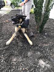 Alaskan Husky-German Shepherd Dog Mix Dogs for adoption in charleston, SC, USA
