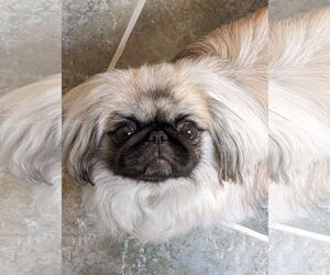 Pekingese Dogs for adoption in Greensboro, NC, USA