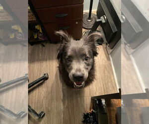 Border-Aussie Dogs for adoption in Foristell, MO, USA