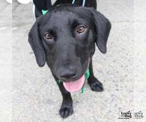 Labrador Retriever-Unknown Mix Dogs for adoption in Washington, DC, USA