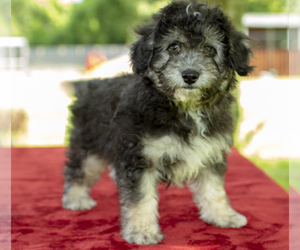 Maltese Dogs for adoption in Santa Fe, TX, USA
