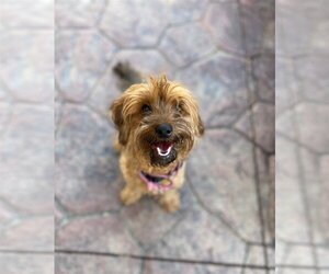 Mutt Dogs for adoption in Livonia, MI, USA