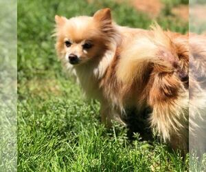 Medium Photo #1 Pomeranian Puppy For Sale in Pacolet, SC, USA