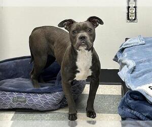 American Pit Bull Terrier Dogs for adoption in Springfield, MA, USA