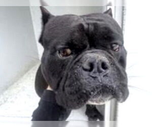 Bulldog Dogs for adoption in Houston, TX, USA