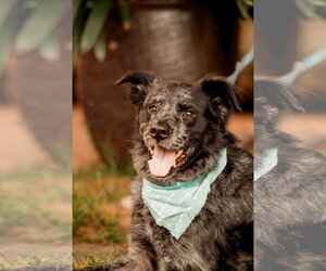 Australian Shepherd Dogs for adoption in Rockaway, NJ, USA