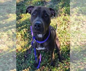 Pointer-Unknown Mix Dogs for adoption in Ocala, FL, USA