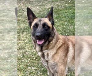 Mutt Dogs for adoption in Riverside, CA, USA