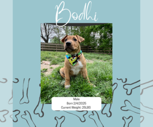 Mutt Dogs for adoption in Munford, TN, USA