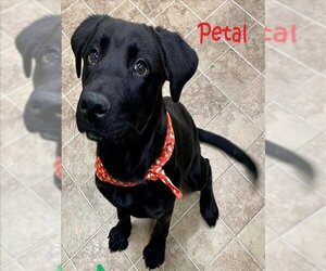Labrador Retriever Dogs for adoption in Augusta, GA, USA