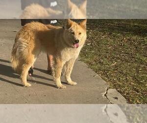 - Mix Dogs for adoption in San Antonio, TX, USA