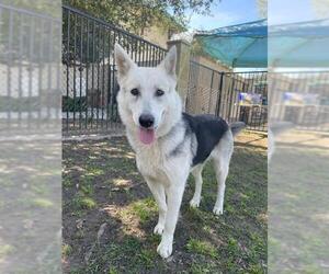 Gerberian Shepsky Dogs for adoption in Riverside, CA, USA