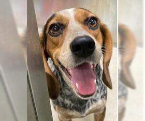 Beagle Dogs for adoption in Fort Lauderdale, FL, USA