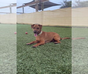 Mutt Dogs for adoption in oakland, FL, USA