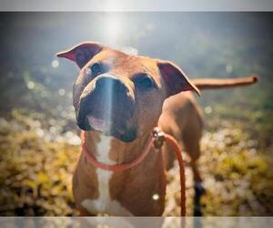 American Pit Bull Terrier Dogs for adoption in Orlando, FL, USA