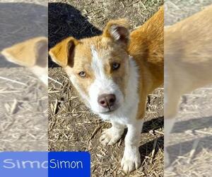 Sheprador Dogs for adoption in Crystal, MN, USA