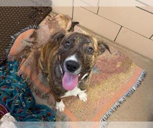 American Pit Bull Terrier-Unknown Mix Dogs for adoption in Fort Wayne, IN, USA