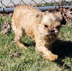 Brussels Griffon Dogs for adoption in Smithfield, PA, USA