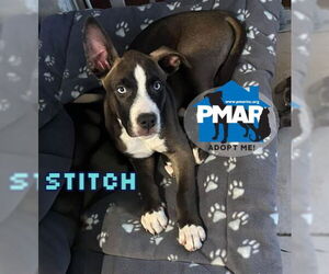 American Pit Bull Terrier-Huskies Mix Dogs for adoption in Binghamton, NY, USA