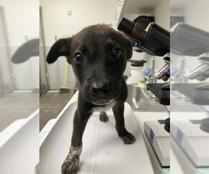 Mutt Dogs for adoption in Rosenberg, TX, USA