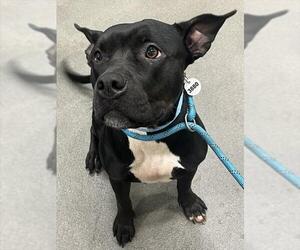 Mutt Dogs for adoption in Forestville, MD, USA