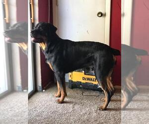 Medium Photo #1 Rottweiler Puppy For Sale in Mills, WY, USA