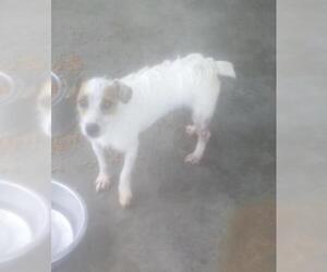 Parson Russell Terrier Dogs for adoption in Bonifay, MO, USA