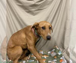 Doberman Pinscher-Unknown Mix Dogs for adoption in Modesto, CA, USA