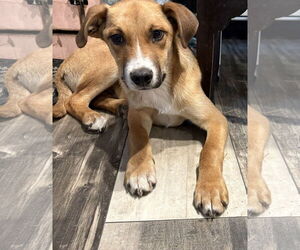 Mutt Dogs for adoption in Mount Pleasant, SC, USA