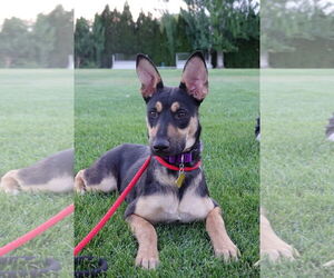 Mutt Dogs for adoption in Sandy, UT, USA