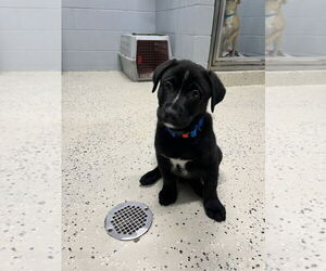 Mutt Dogs for adoption in Muskegon, MI, USA