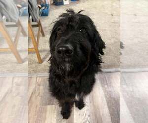 Labradoodle Dogs for adoption in Plainfield, IL, USA