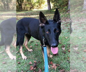 German Shepherd Dog Dogs for adoption in Rocky Point, NC, USA