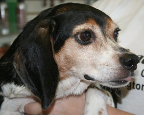 Beagle Dogs for adoption in West Columbia, SC, USA