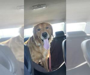 Golden Retriever-Unknown Mix Dogs for adoption in San Antonio, TX, USA