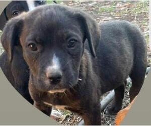 American Staffordshire Terrier-Labrador Retriever Mix Dogs for adoption in San Antonio, TX, USA