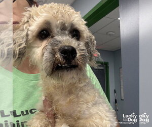 Mutt Dogs for adoption in Washington, DC, USA