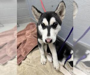 Siberian Husky-Unknown Mix Dogs for adoption in Las Vegas, NV, USA