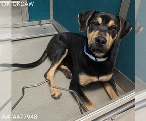 Mutt Dogs for adoption in Oklahoma City, OK, USA