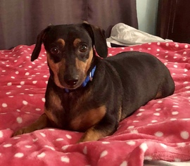 Doxie-Pin Dogs for adoption in Fruitland, SC, USA
