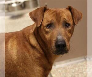 Black Mouth Cur Dogs for adoption in Clyde, NC, USA