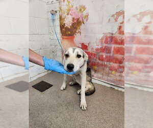 German Shepherd Dog-Unknown Mix Dogs for adoption in San Bernardino, CA, USA
