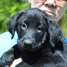 Medium Photo #1 Labrador Retriever-Unknown Mix Puppy For Sale in Huntley, IL, USA