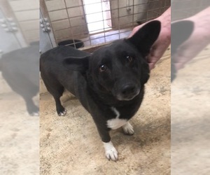 Pembroke Welsh Corgi-Unknown Mix Dogs for adoption in Coleman, TX, USA