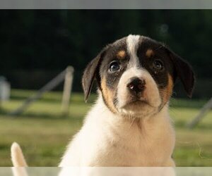 Australian Shepherd-Unknown Mix Dogs for adoption in Aurora, IN, USA