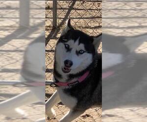 Siberian Husky Dogs for adoption in HESPERIA, CA, USA