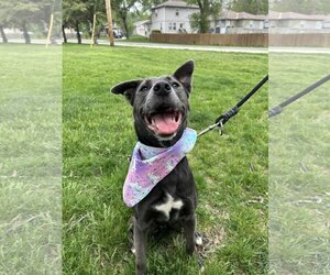 Australian Kelpie-Unknown Mix Dogs for adoption in Kansas City, MO, USA