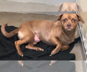 Chiweenie Dogs for adoption in Mitchell, SD, USA
