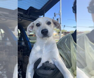 Labrador Retriever Dogs for adoption in Stockton, CA, USA