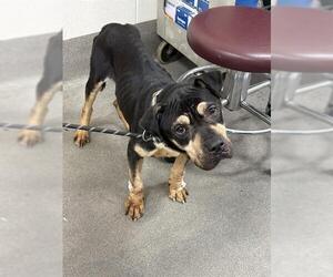 Rottweiler-Unknown Mix Dogs for adoption in Forestville, MD, USA